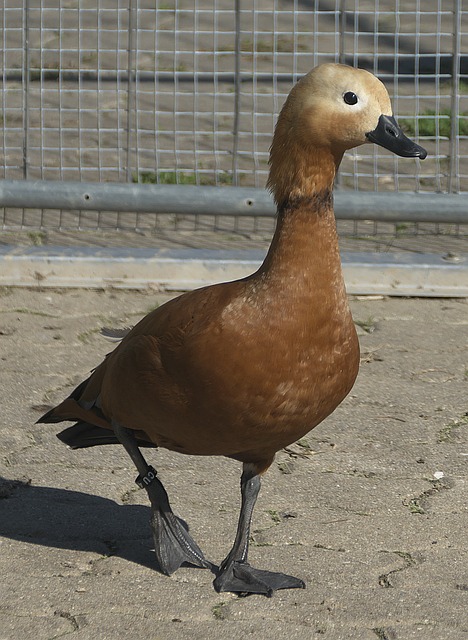 冷静